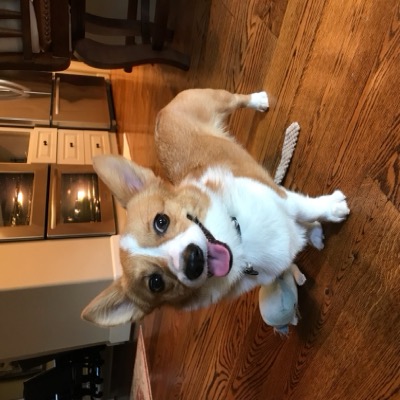 Mango, CIO of Corgi Capital